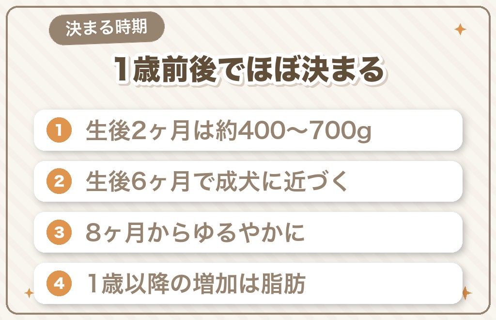 チワワの大きさはいつ決まる？月齢別の体重推移