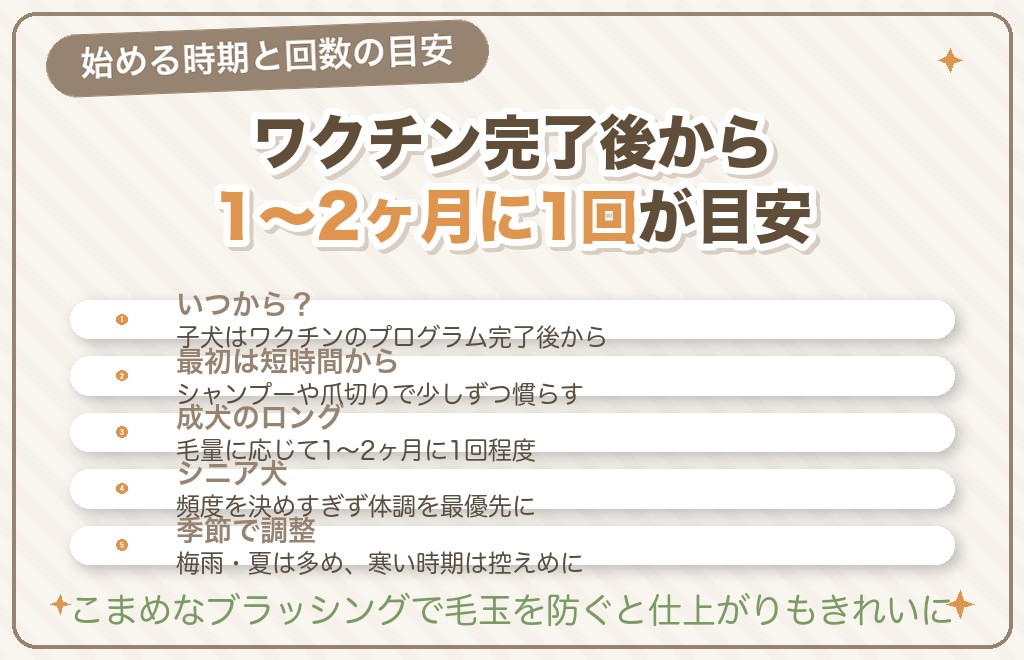 チワワのトリミングはいつから？頻度の目安