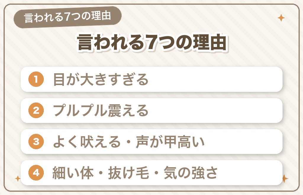 チワワが「気持ち悪い」「可愛くない」と言われる7つの理由
