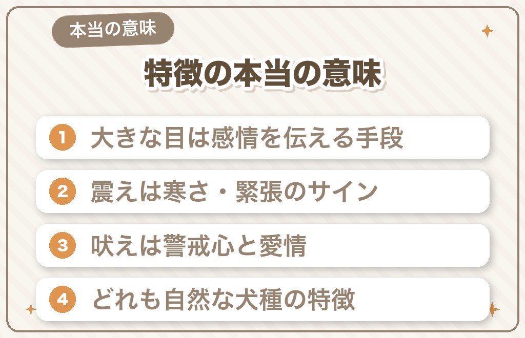その特徴は誤解？チワワの体と行動の本当の意味