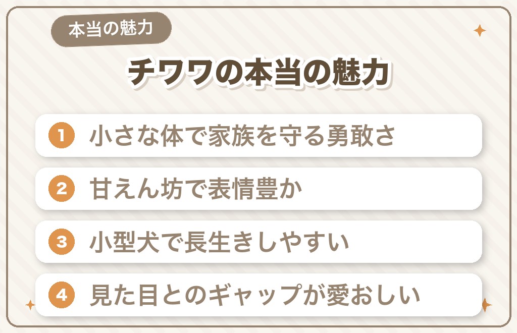 知ればイメージが変わるチワワの本当の魅力