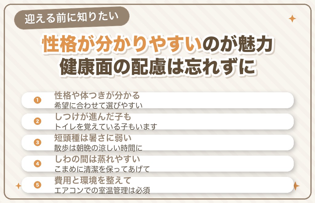 売れ残りのフレンチブルドッグを迎えるメリットと注意点