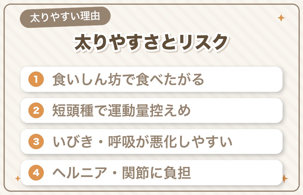 フレンチブルドッグが太りやすい理由と肥満のリスク