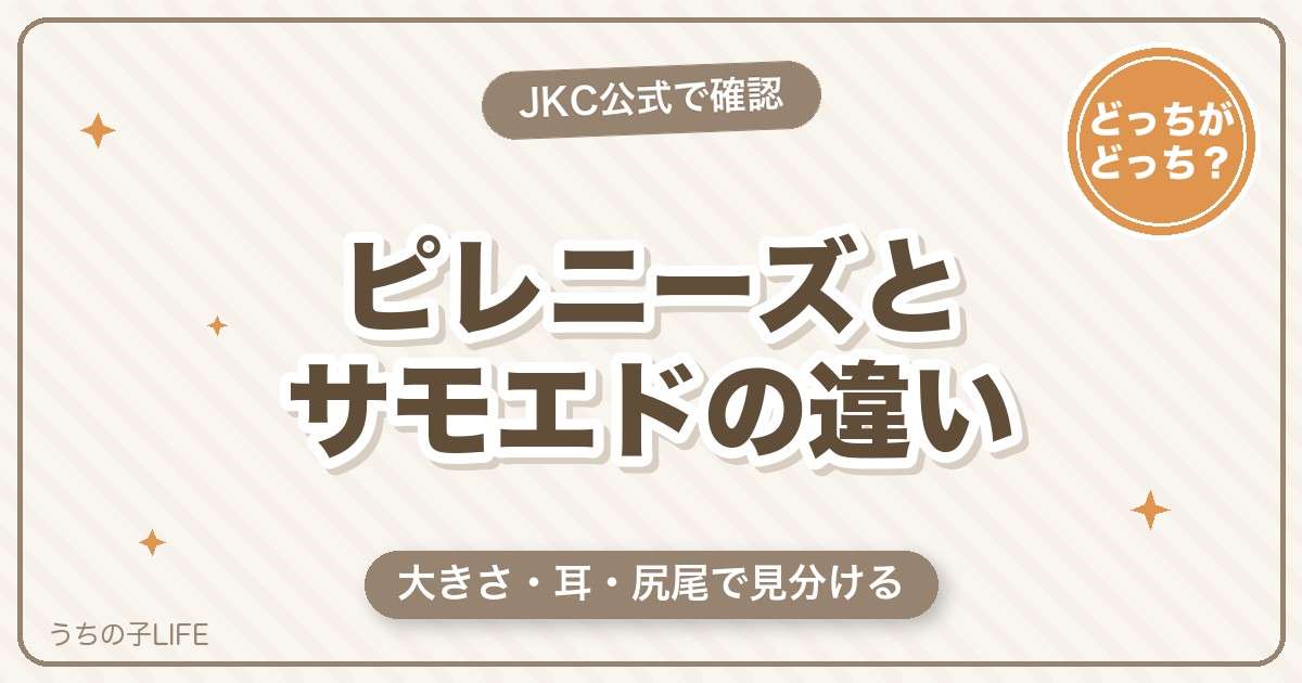 グレートピレニーズとサモエドの違いは？見分け方3つと飼いやすさを比較