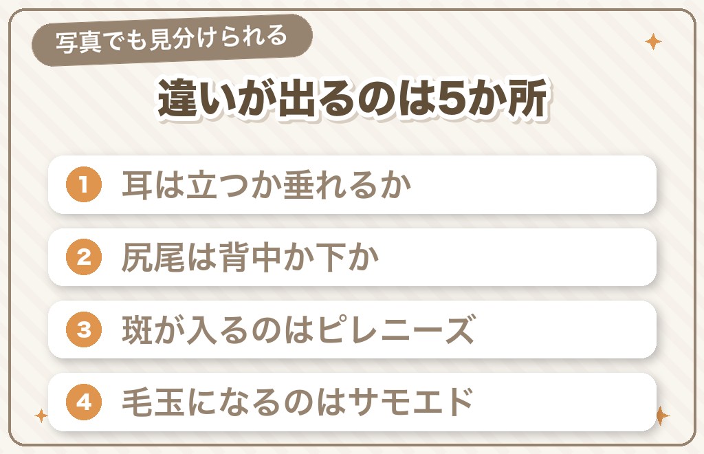 グレートピレニーズとサモエドの見た目の違いは5か所に出る