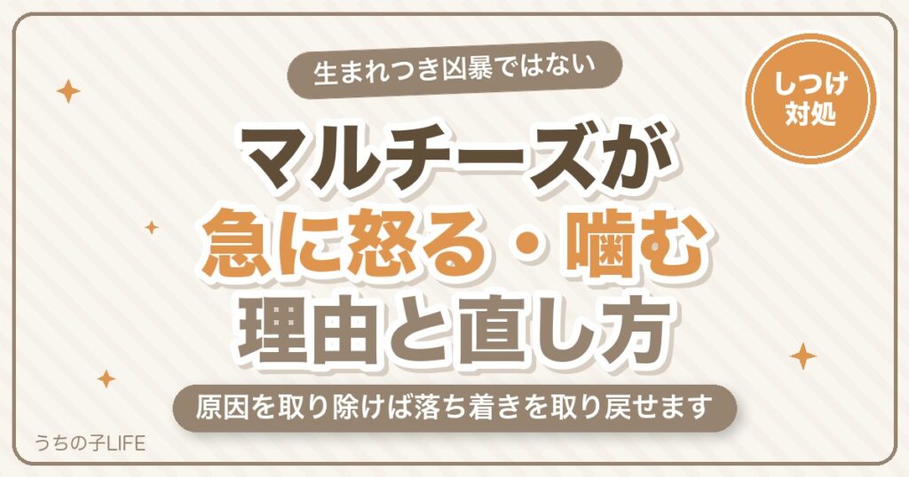 マルチーズは凶暴化する？急に怒る・噛む理由と直し方【しつけ】