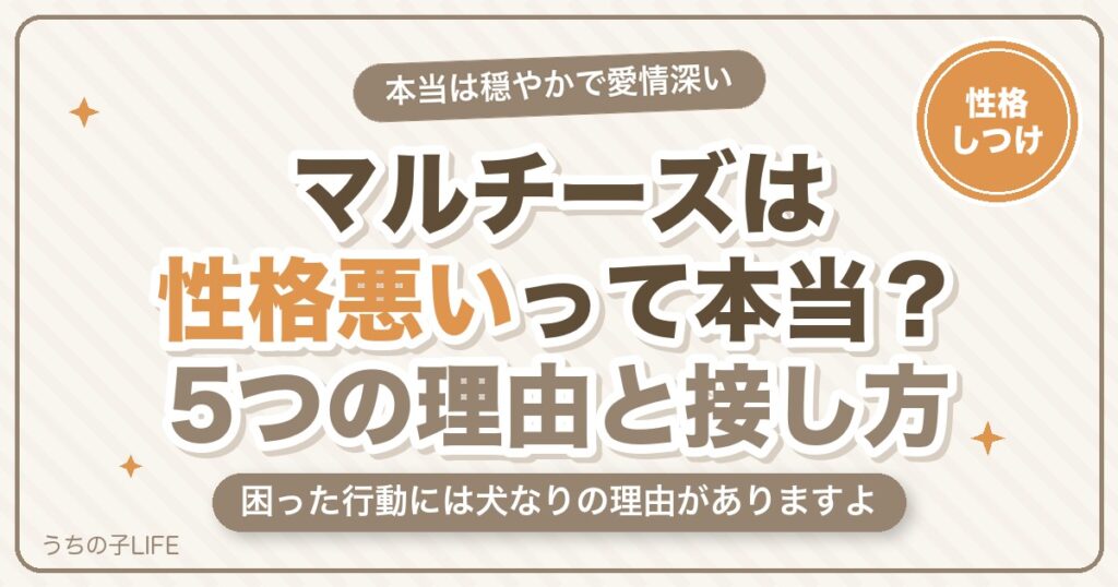 マルチーズは性格悪いって本当？言われる5つの理由と接し方のコツ
