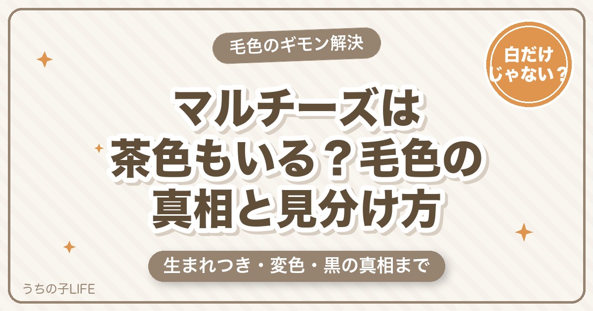 マルチーズは茶色もいる？毛色の真相と変色の見分け方・ケア方法
