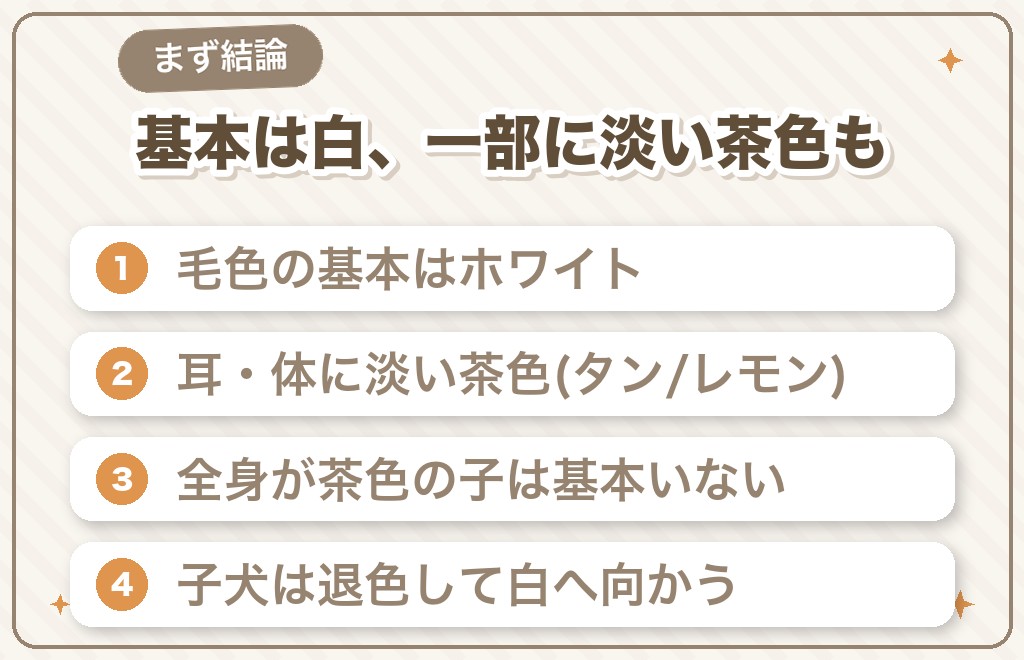 マルチーズの毛色は茶色もある?まず知りたい結論
