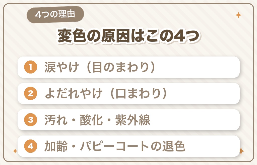 マルチーズが茶色くなる主な理由