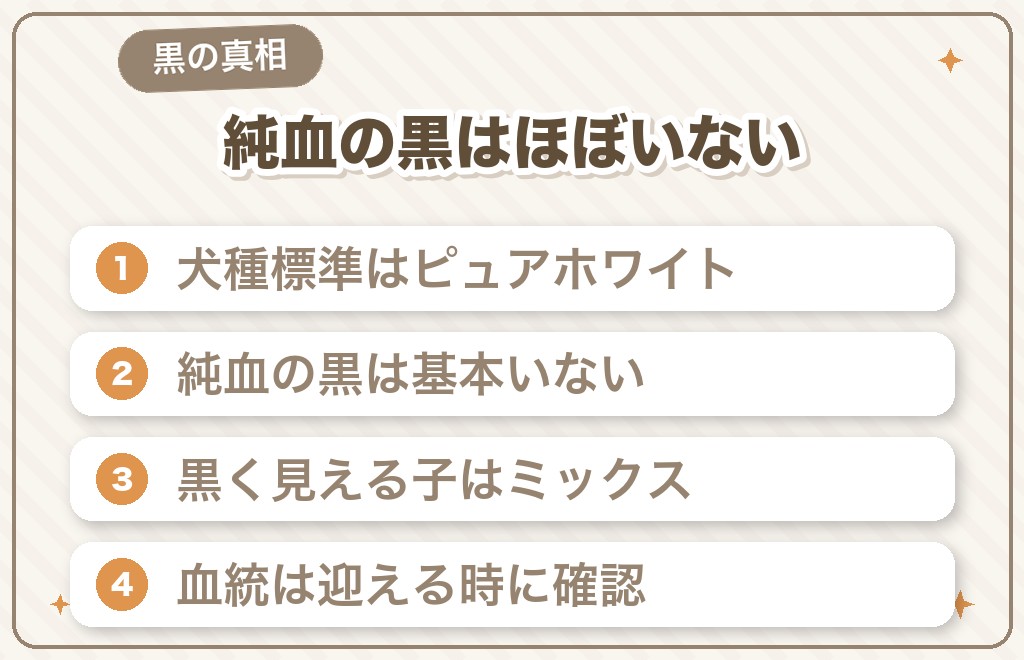 黒いマルチーズはいるの?