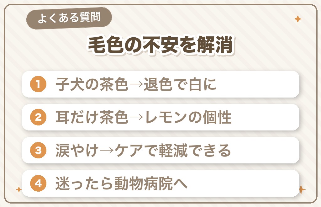 マルチーズの茶色・毛色に関するQ&A