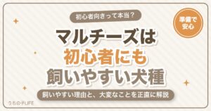 マルチーズは飼いやすい？初心者向きといわれる理由と大変なこと