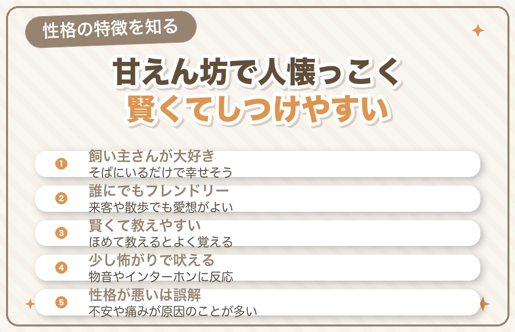 マルチーズの性格の特徴