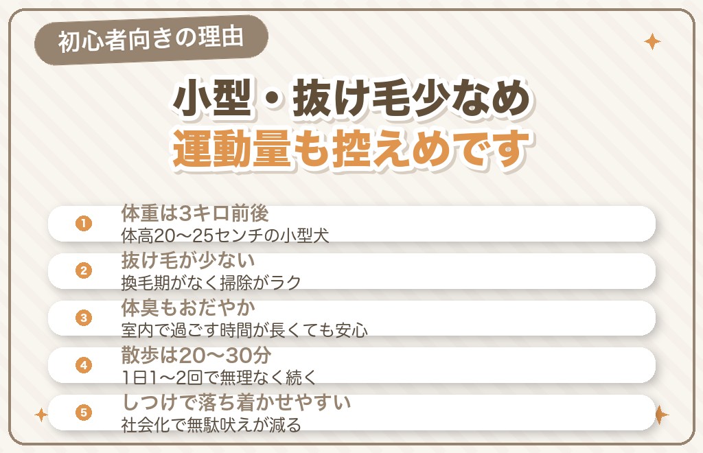 マルチーズが飼いやすいといわれる理由