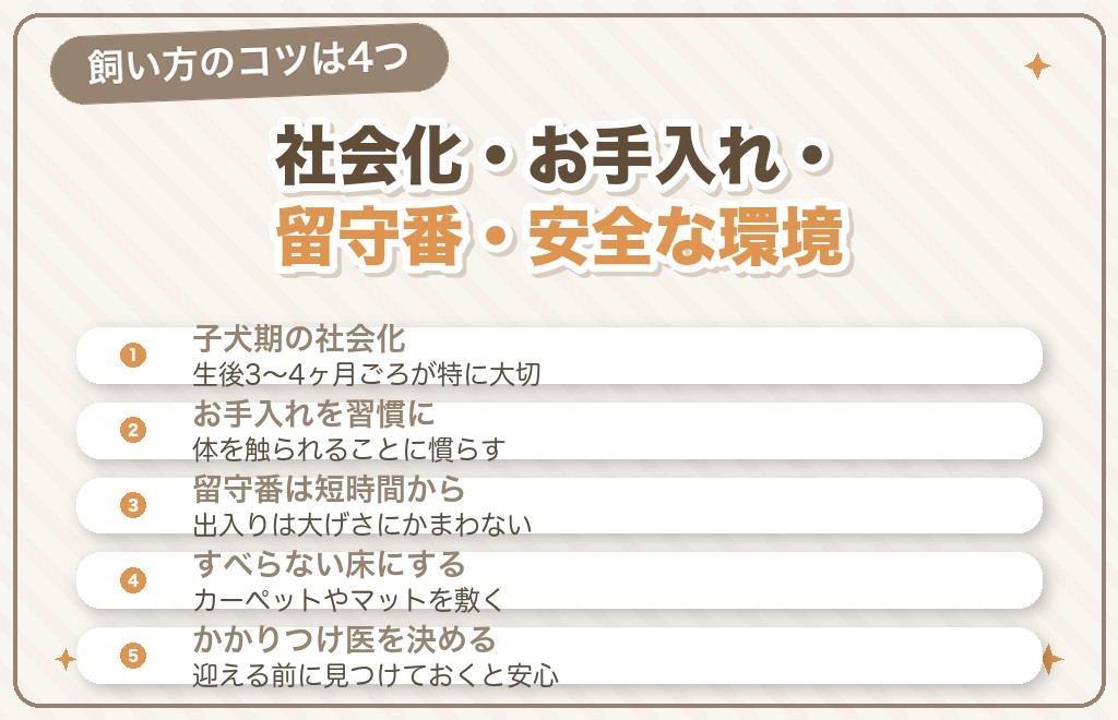 マルチーズの飼い方のポイント