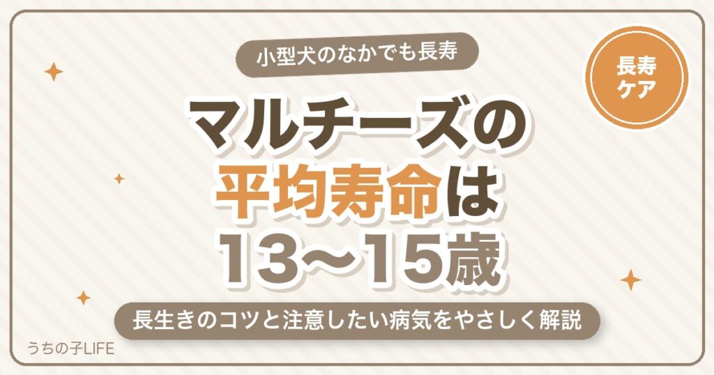 マルチーズの平均寿命は何歳？長生きのコツと注意したい病気