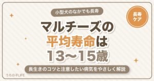 マルチーズの平均寿命は何歳？長生きのコツと注意したい病気