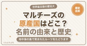 マルチーズの原産国はどこ？名前の由来と世界最古の愛玩犬の歴史