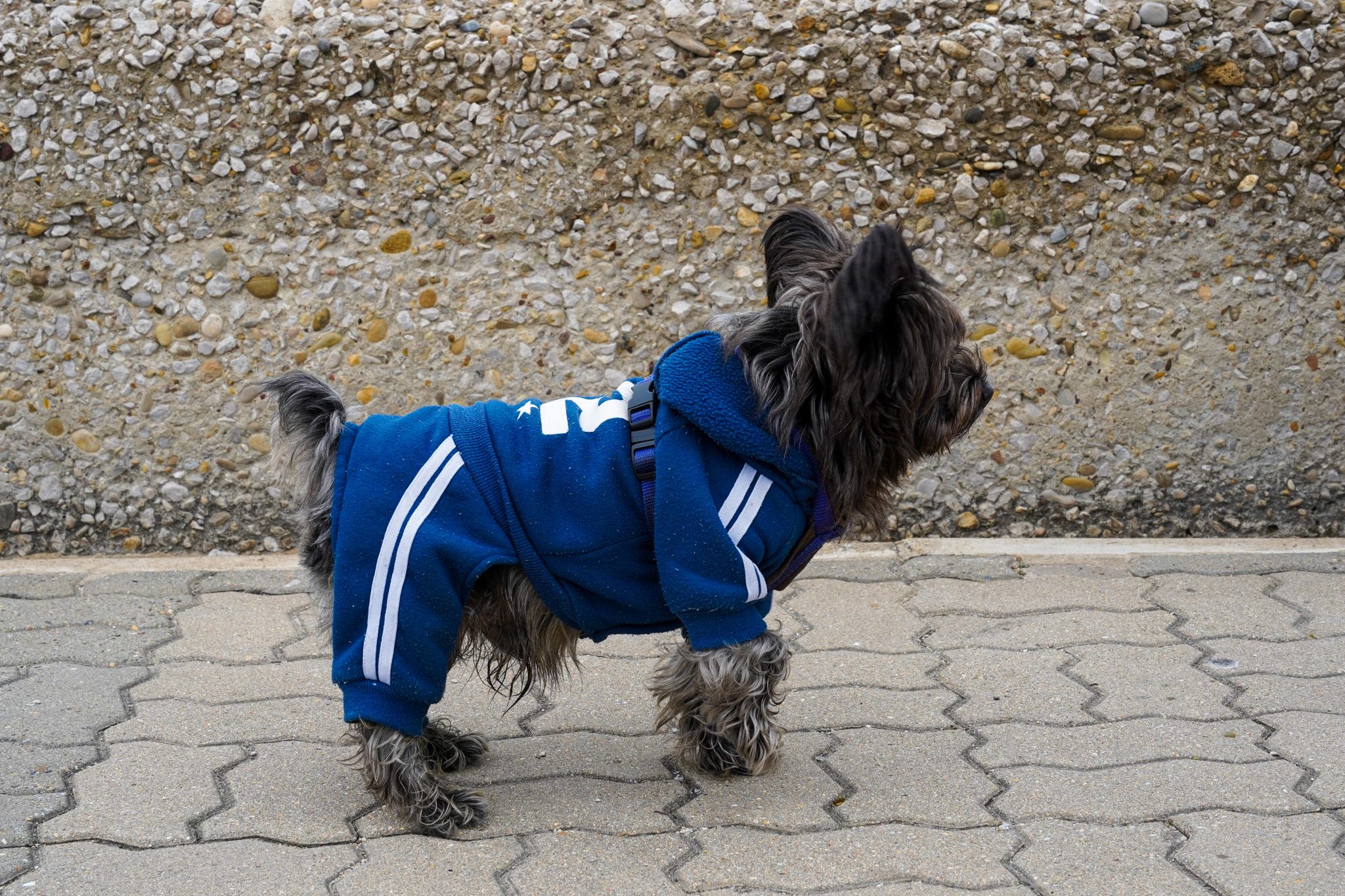 マルチーズの原産国はどこ？名前の由来と世界最古の愛玩犬の歴史