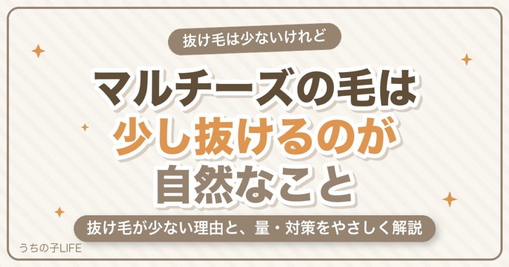 マルチーズの毛が抜けるのは普通？抜け毛が少ない理由と量・対策を解説