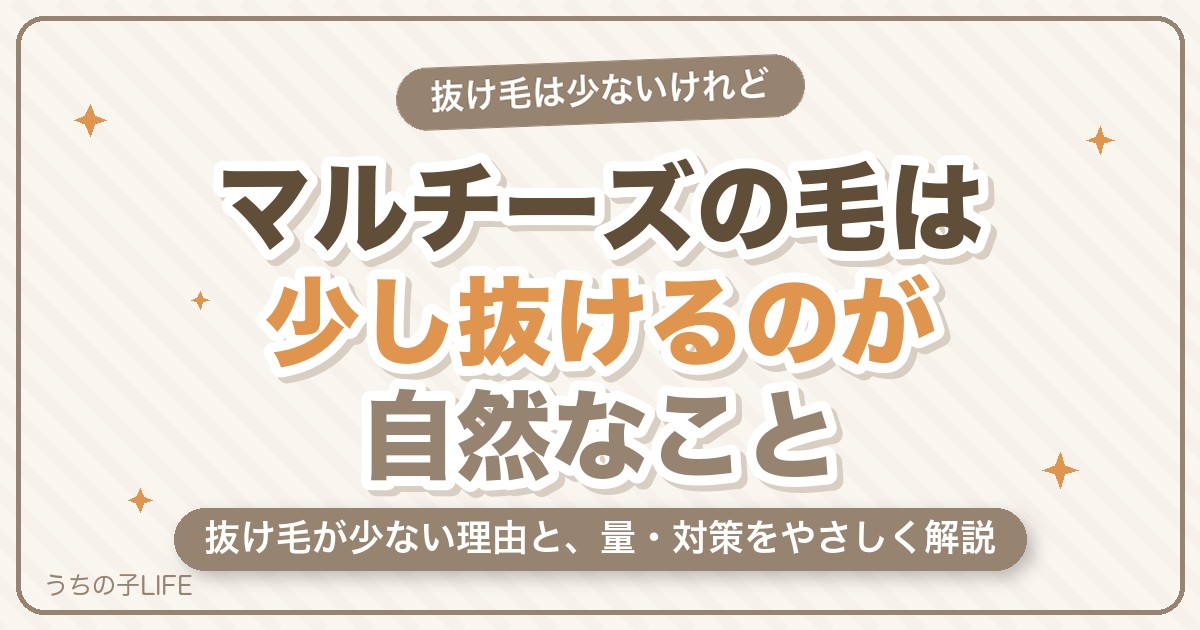 マルチーズの毛が抜けるのは普通？抜け毛が少ない理由と量・対策を解説