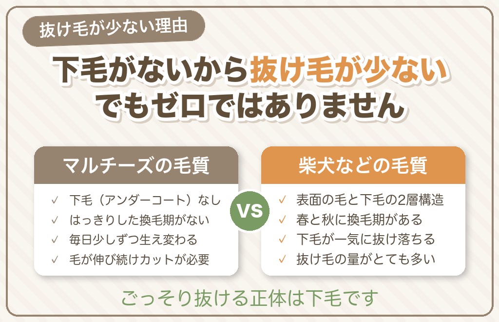 マルチーズの毛は抜ける？抜け毛の量の結論