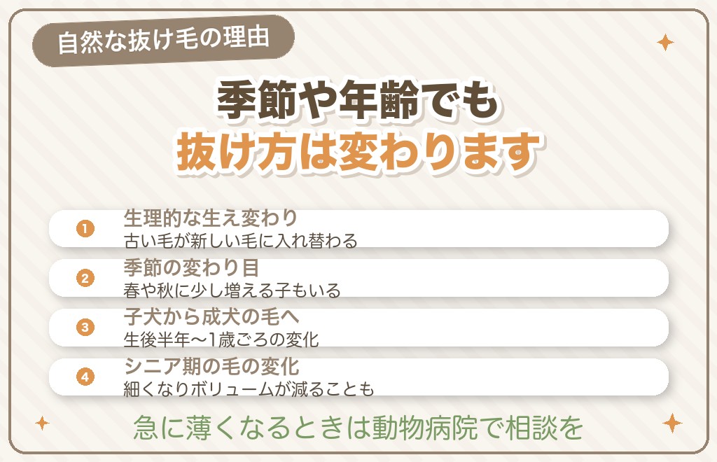 マルチーズの毛が抜ける原因（生理的・季節・年齢）