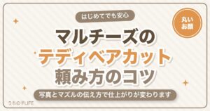 マルチーズのテディベアカットとは？頼み方・料金と失敗しないコツ