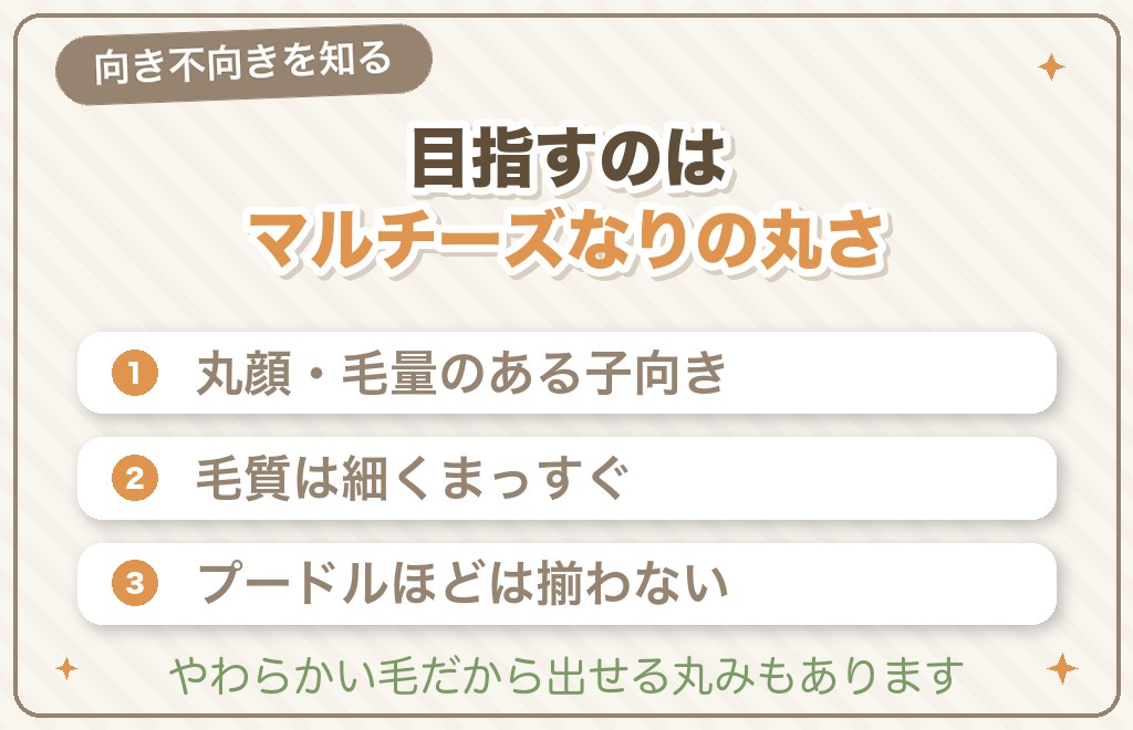 マルチーズにテディベアカットは似合う?向き不向き