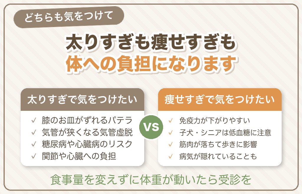 マルチーズの肥満・痩せすぎで気をつけたい病気