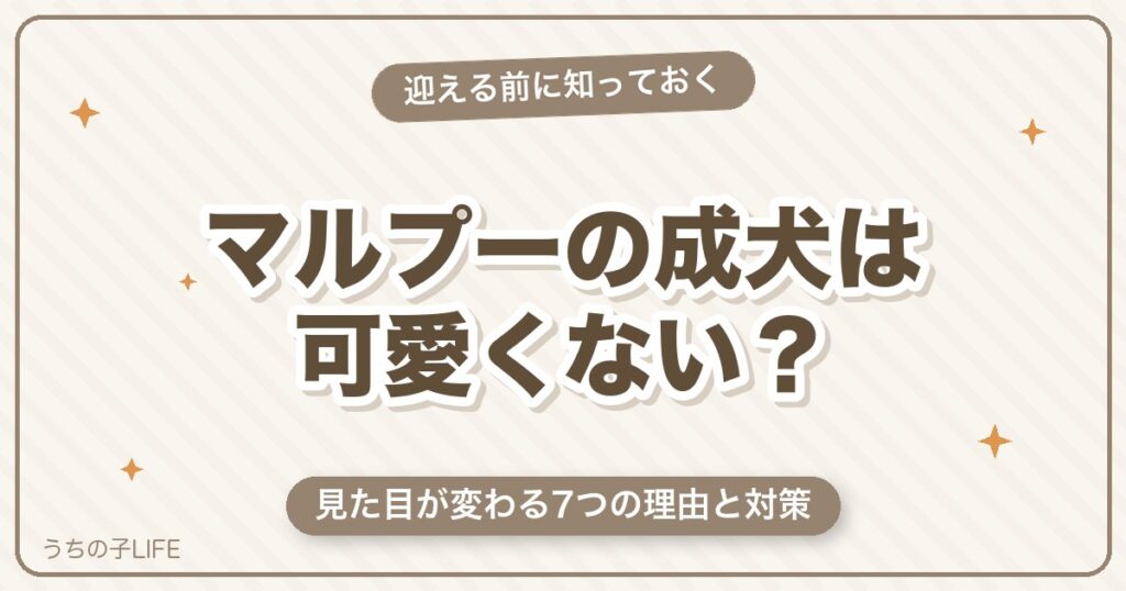 マルプーの成犬は可愛くない？見た目が変わる7つの理由と対策