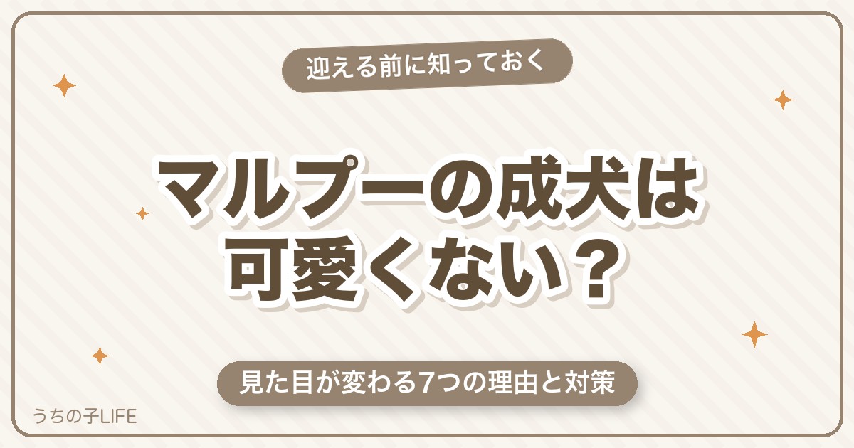 マルプーの成犬は可愛くない？見た目が変わる7つの理由と対策