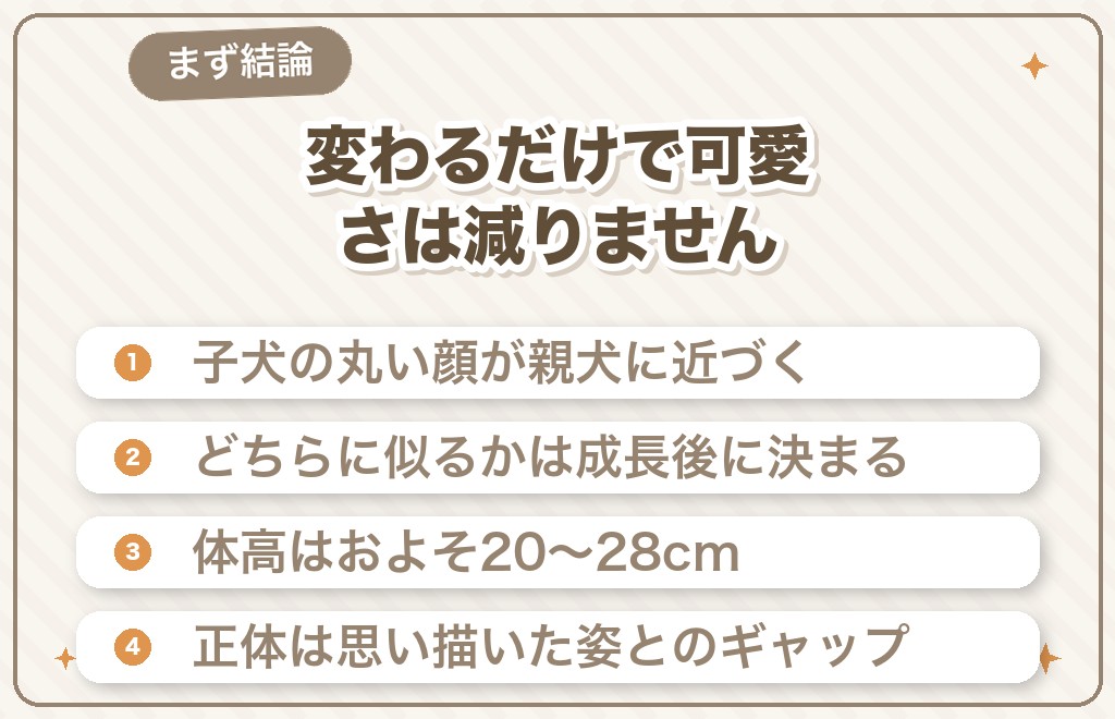 マルプーの成犬は可愛くない?結論からお伝えします