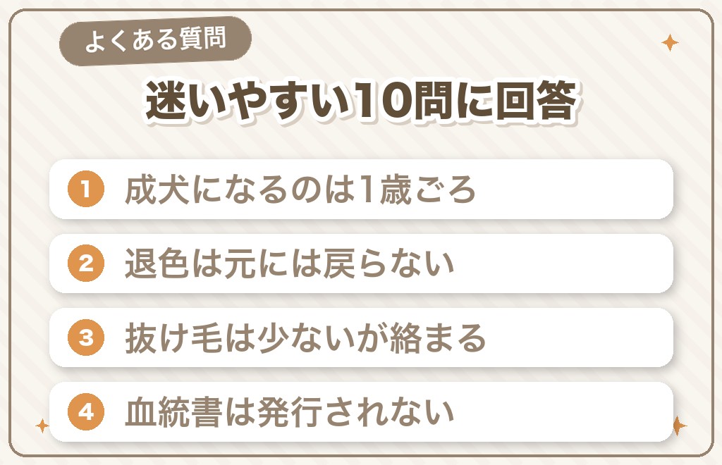 マルプーの成犬は可愛くない?に関するQ&A
