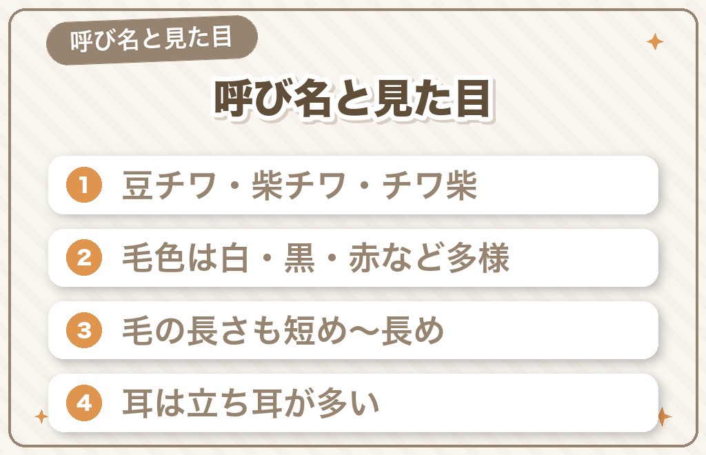 豆柴チワワミックス(豆チワ・柴チワ)の呼び名と見た目の特徴