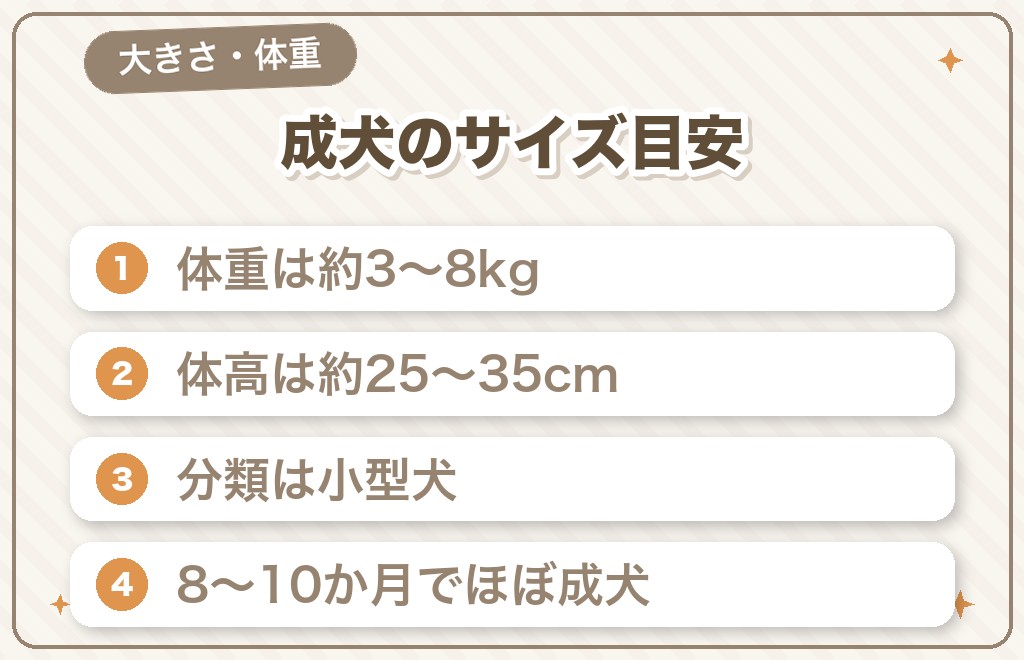 豆柴チワワミックスの大きさ・体重はどれくらい?