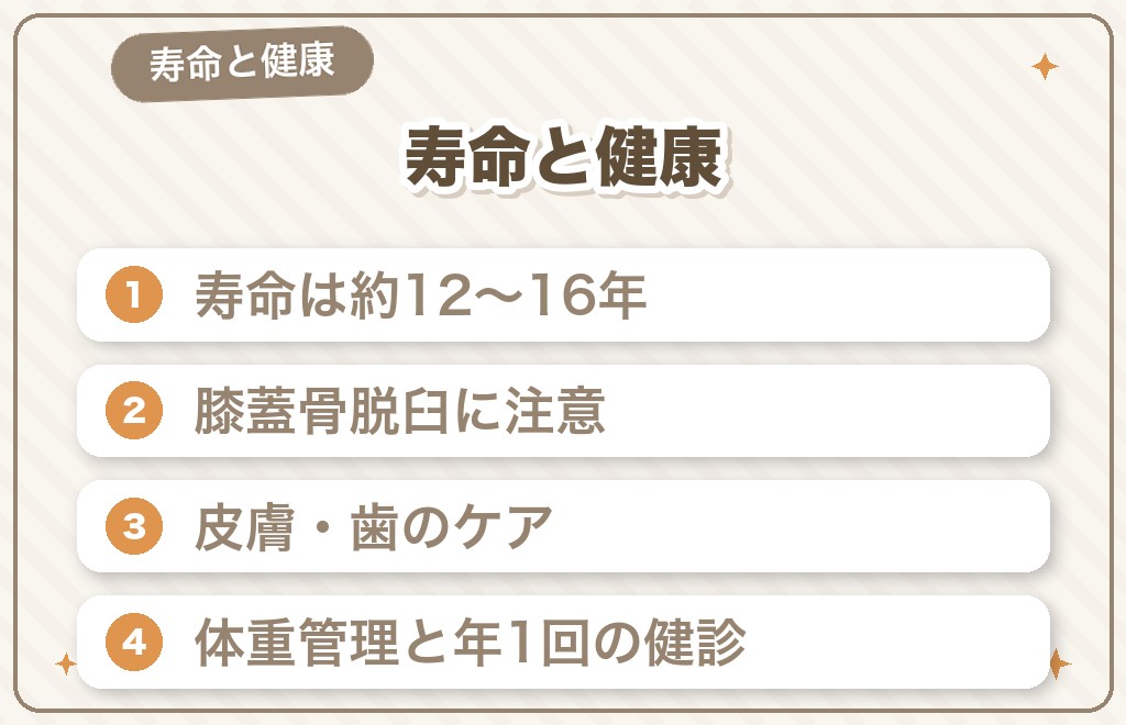 豆柴チワワミックスの寿命と気をつけたい健康