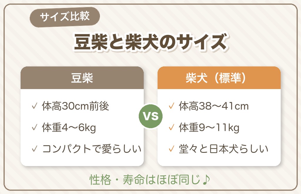 豆柴と柴犬のサイズ・体重の違いを比較