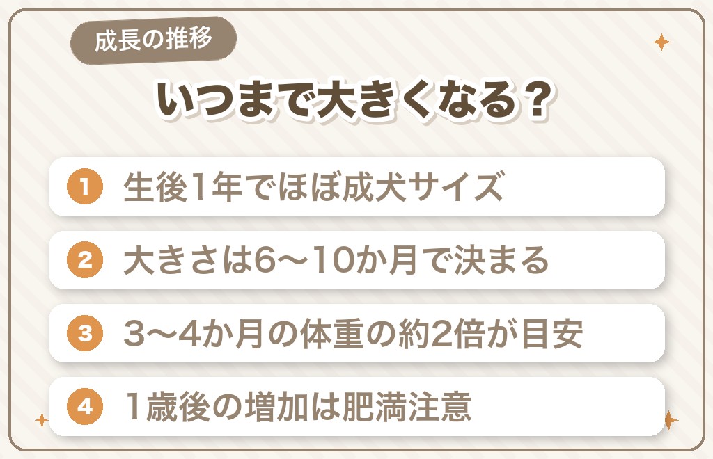 豆柴はいつまで大きくなる？成長の推移
