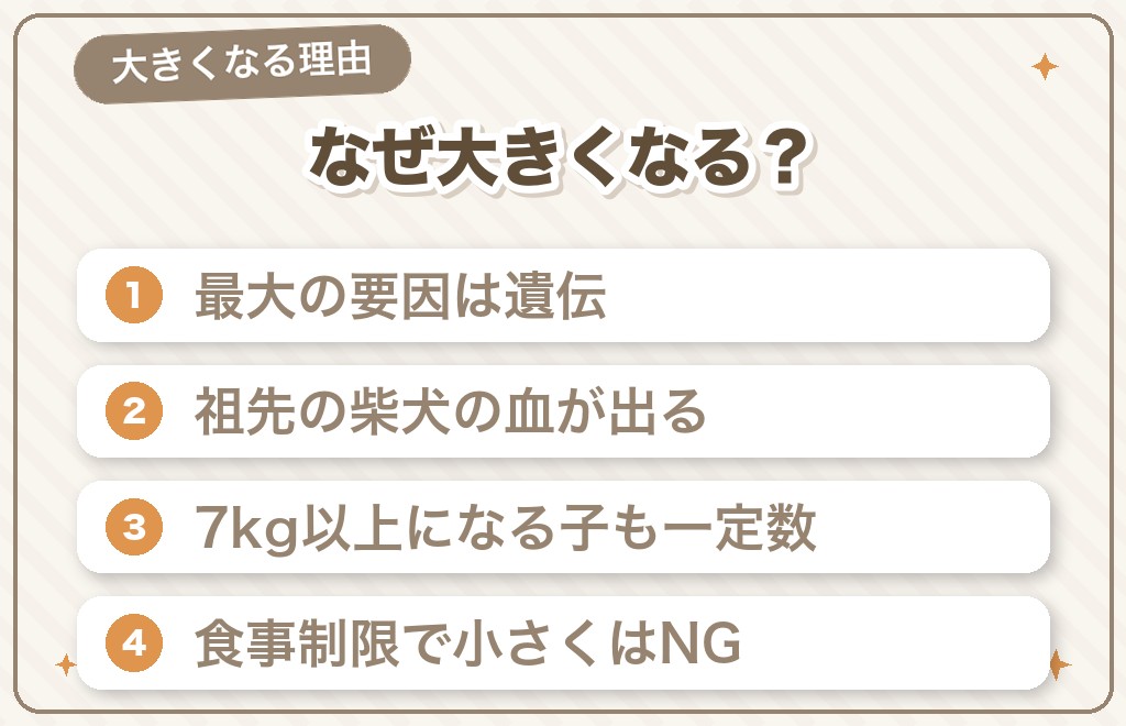 豆柴が大きくなる理由と確率