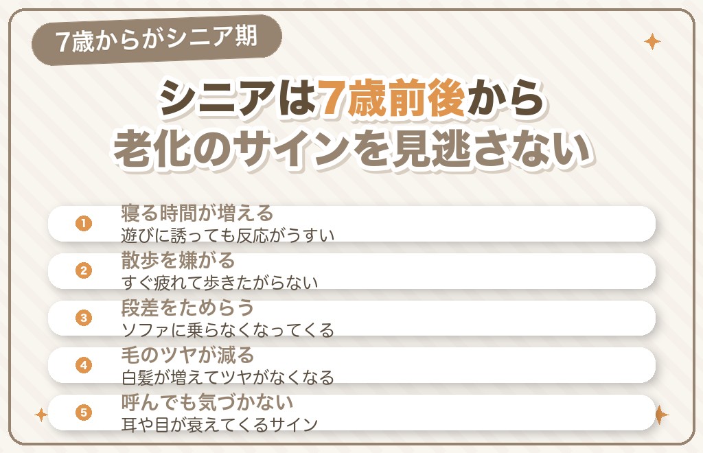 ミニチュアダックスのシニア期はいつから？老化のサイン