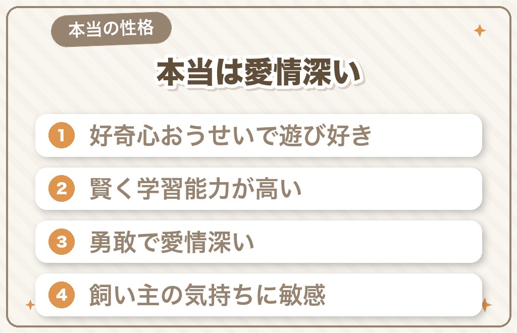 本当のミニチュアダックスの性格は?