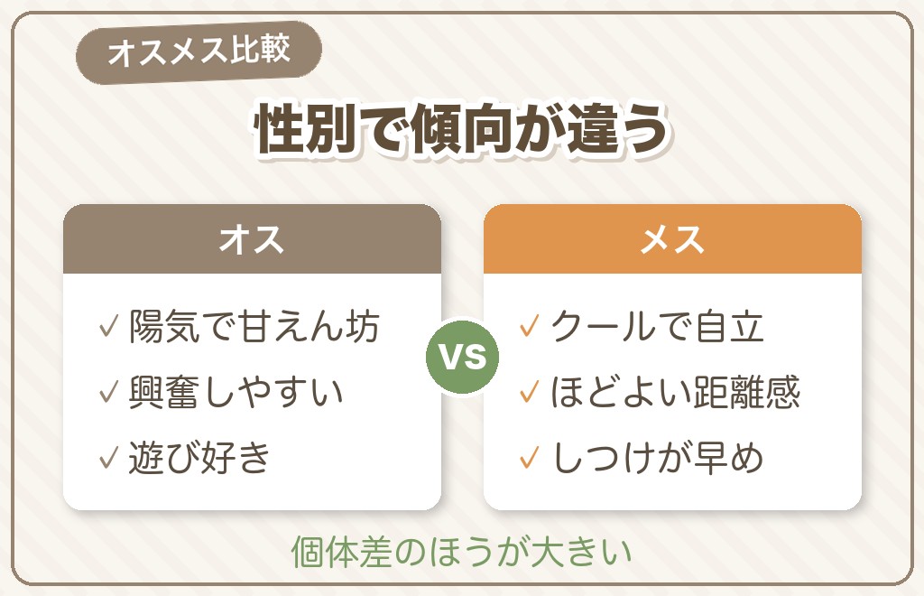 ミニチュアダックスの性格はオス・メスで違う？場面別の傾向