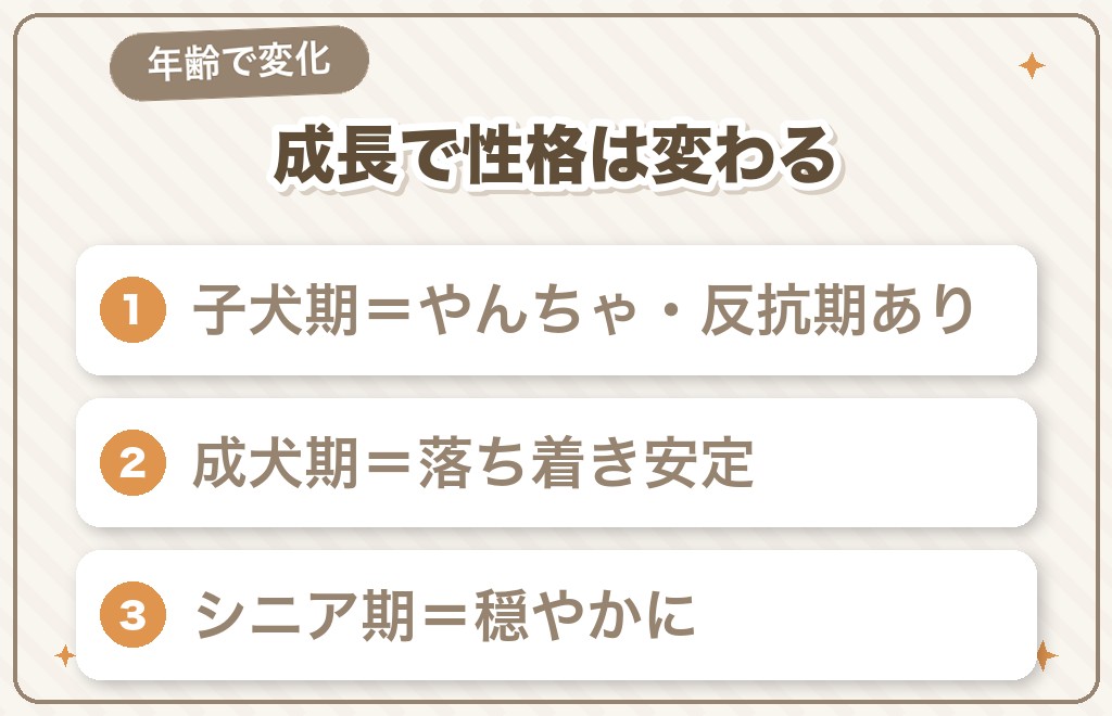 年齢・成長でミニチュアダックスの性格は変わる？