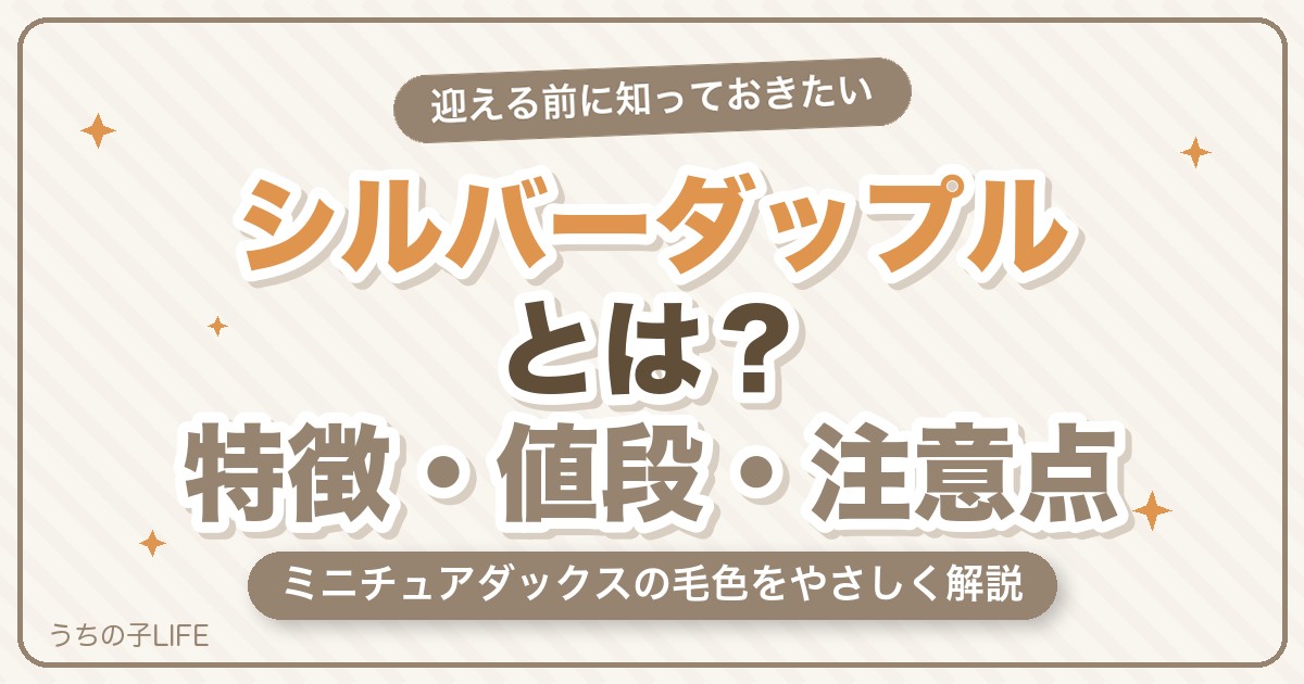 ミニチュアダックスのシルバーダップルとは?特徴・値段・注意点