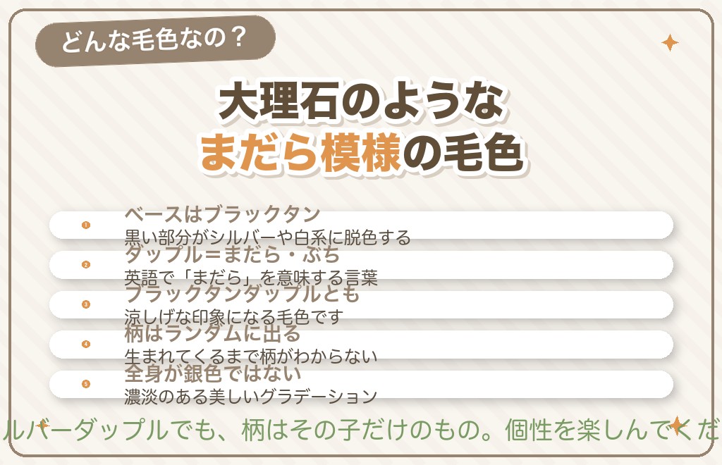 ミニチュアダックスのシルバーダップルとは?