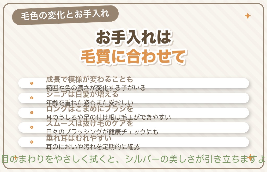 シルバーダップルの毛色は変わる?お手入れは?