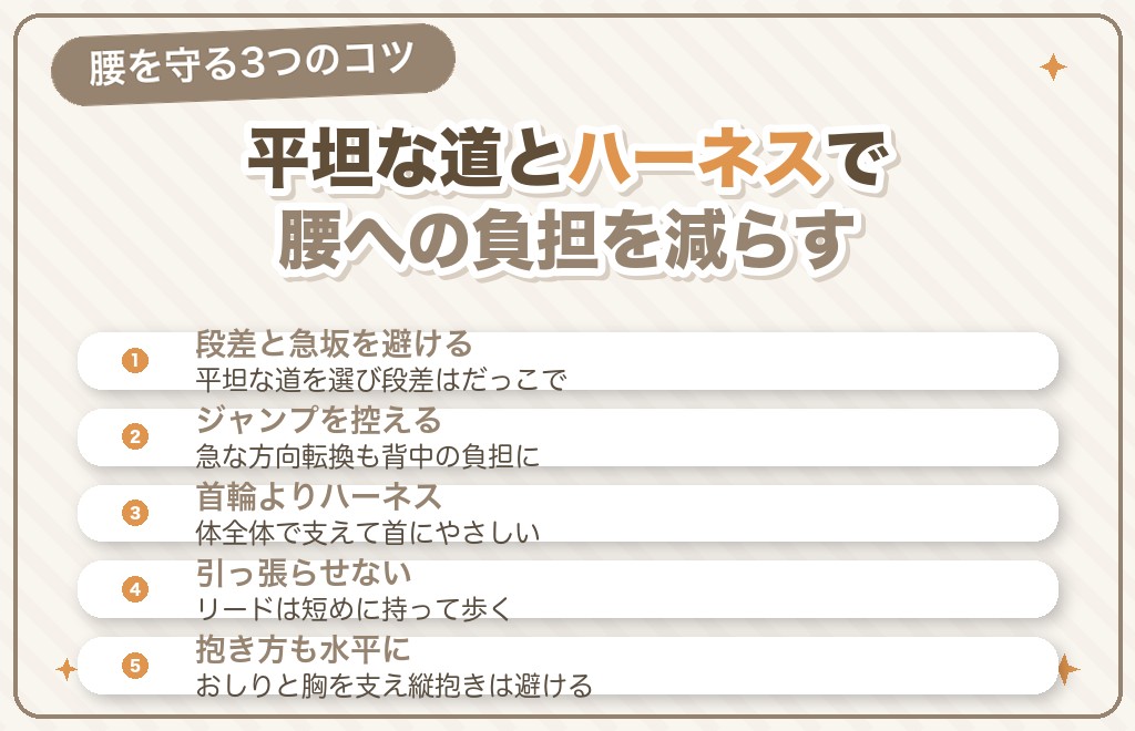 胴長短足のミニチュアダックスが腰を守る散歩のコツ