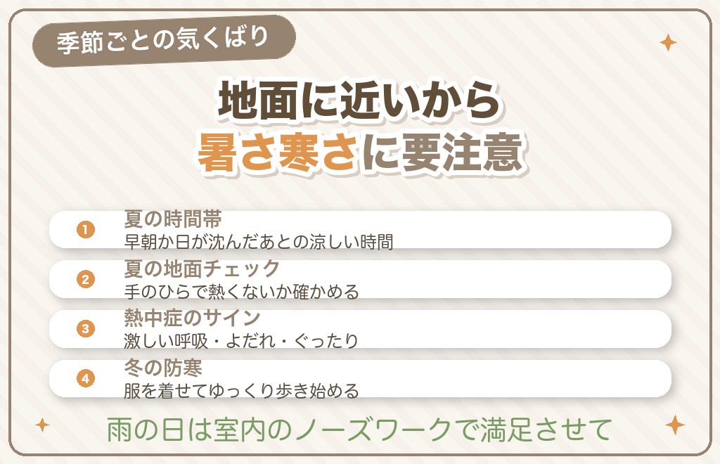季節別のミニチュアダックスの散歩の注意点